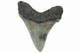 Serrated, Juvenile Megalodon Tooth - South Carolina #302144-1